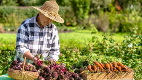 Аграрии поддержали инициативу правительства об «овощном доступе» в рознице